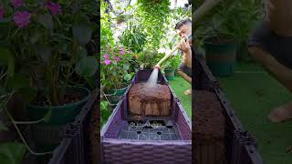 This soil is really hard Coconut brick soil soilimprovement soil compostingworms [upl. by Astiram]