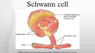 Schwann cell [upl. by Sullivan625]