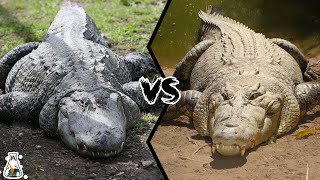 ALLIGATOR VS CROCODILE  Which is More Powerful [upl. by Nawoj]