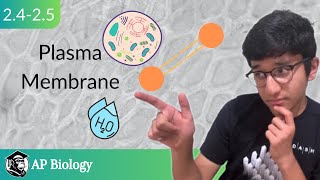 Plasma Membrane EduHaven AP Biology Unit 2 Topic 45 [upl. by Ynaffet728]