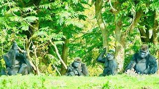 Gorillas Seem Truly Lost After Tamidol’s Passing [upl. by Ivar]