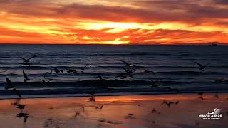 Birds in Puerto Peñasco Sonora drone mexicanbeach sunset travel air2s [upl. by Wilfrid273]