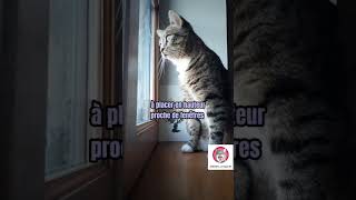 Ce quil vous faut pour accueillir un chat [upl. by Suriaj93]