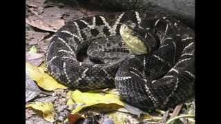 Bothrops asper  terciopelo o barba amarilla [upl. by Euqcaj]