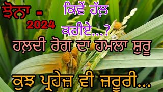 False Smut in ricepaddy  solution chemicalmanual ਝੋਨੇ ਦੇ ਹਲ਼ਦੀ ਰੋਗ ਦਾ ਹੱਲ਼ ਅਤੇ ਪ੍ਰਹੇਜ਼ [upl. by Sewoll648]