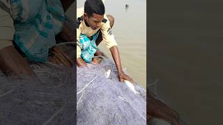 Hilsa fish catching at Padma river fishing hilsa reels river [upl. by Shanon]