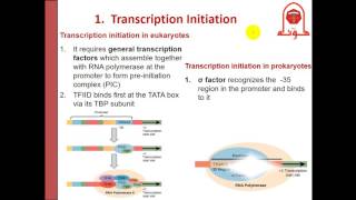 Molecular  dr Nesrin Regulation of Gene expression Tryp amp Lac Operons 1 جينات مولوكيولر [upl. by Zosima701]