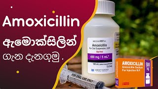 Amoxicillin  ඇමොක්සිලින් ගැන දැනගමු [upl. by Ardet820]