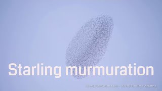 Best Starling Murmuration 4K [upl. by Yerrot]