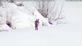 Coyote takes a stroll on the ice in Lake Hood Alaska [upl. by Kilroy736]