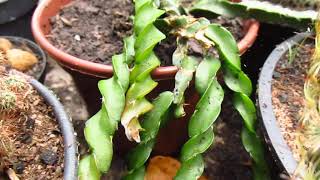 CACTOPARAFUSO PENDENTE Rhipsalis Lepismium Cruciforme Spiralis [upl. by Amled]