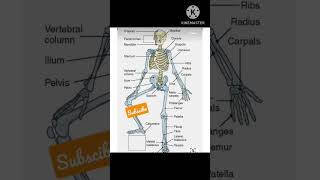 Skeletal system of human body in english [upl. by Ariom]