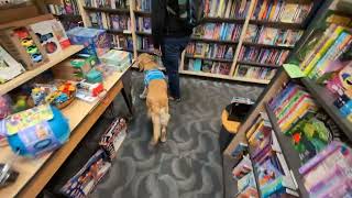 Molly public access in the bookstore hands free leash [upl. by Ligetti637]