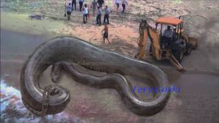 Titanoboa prehistoric anaconda Giant snake dinosaur meet up with human and excavator Real or hoax [upl. by Albert]