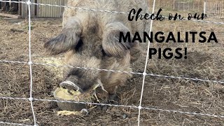 Daily Check in Mangalitsa Pigs [upl. by Hughie]