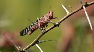 A new wave of locust swarms in the Horn of Africa [upl. by Hazlett219]