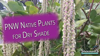 Top 8 PNW Native Plants for the Dry Shade Garden [upl. by Kellen]