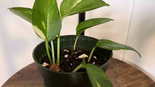 How to Propagate Pothos in Soil [upl. by Tiga]