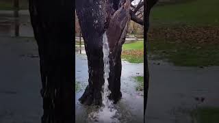 Why did this Tree Pump out Water [upl. by Necyrb835]