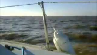 Velero Peterson 26 navegando en el Río de La Plata [upl. by Monjan853]