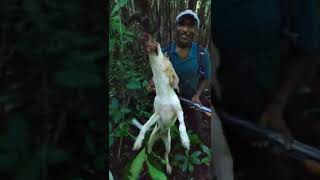 Hunting Agouti with Shotguns and Dogs in Trinidad Forest [upl. by Aivul]