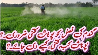 Potassiumpotash requirements of wheat  foliar spray of potash boron in wheat  SOP use in wheat [upl. by Nnylsaj828]