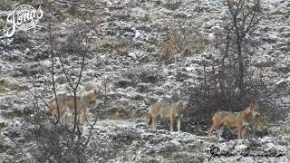 Lupi in Abruzzo come vederli in sicurezza [upl. by Ner635]