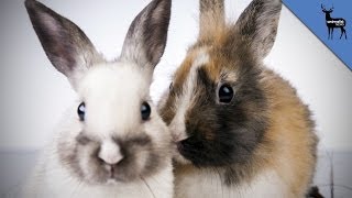 Why Do Bunnies Have So Much Sex [upl. by Vial]