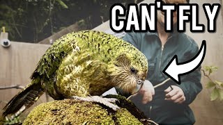 The Kakapo A Parrot That Cant Fly [upl. by Boris]