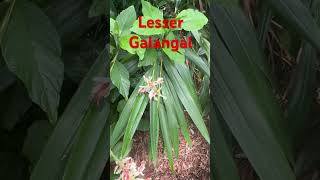 Lesser galangal [upl. by Hallett]