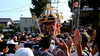 茅ヶ崎 高田 熊野神社 例大祭 2024 宮入 [upl. by Morna]