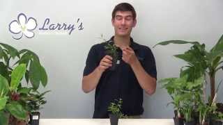 How to Grow Goji Berry wolfberry at Home [upl. by Htennek834]