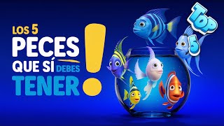 🐟 TOP 5 Los 5 PECES QUE SÍ DEBES COMPRAR 🐠🌿 peces top5 aquariumfishtank [upl. by Anyehs]