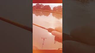 Method Feeder Fishing [upl. by Phyllida]