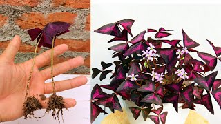 Oxalis traingularis Propagation from single leaf in simple way  How to grow oxalis traingularis [upl. by Olimpia351]