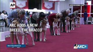 AKC adds a new breed the bracco Italiano [upl. by Krakow]