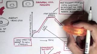 Microbiology  Bacteria Growth Reproduction Classification [upl. by Arat]