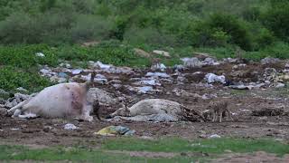 Jackal Family feeding on a Carcass 2 [upl. by Spiers]