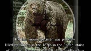 The Atlas Brown Bear Ursus arctos crowtheri African brown bear [upl. by Suhpesoj]