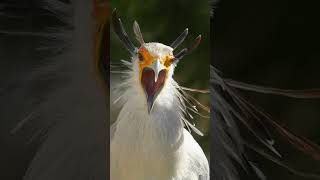 secretary bird  the killing queen shorts birds [upl. by Athenian]