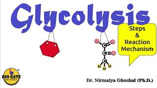 Glycolysis step by step explanation competitiveexams [upl. by Nisior]