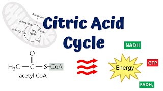 Krebs Cylcle Trick How to remember krebs cycle FOREVER [upl. by Allebasi557]