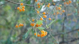 राजस्थानी गुंदा का पेड़Gum Berry Tree in RajasthanIndiaOrange Gumberries [upl. by Mohl917]