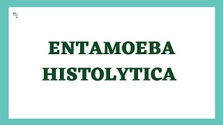 Entamoeba histolytica life cycle  morphology  Laboratory diagnosis  full explained  medzukhruf [upl. by Bilicki]