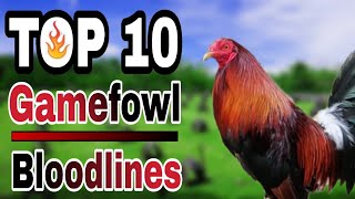 TOP 10 GAMEFOWL BLOODLINES [upl. by Yenial]