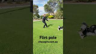 King Charles Spaniel Mastering Flirt Pole Workouts and Loving Every Moment [upl. by Dessma]