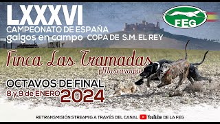 Segunda Jornada Octavos LXXXVI Campeonato de España Galgos en Campo COPA DE SM EL REY [upl. by Stein]