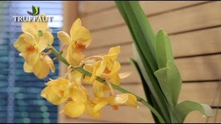 Comment entretenir une orchidée   Truffaut [upl. by Olivero]