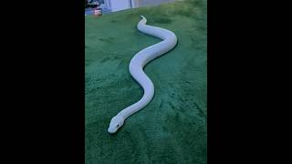 Why Snakes Sleep On Smooth Surface 😲😲 shorts [upl. by Jahn]