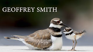 quotWhen my art studio became a natural habitatquot Killdeer at Geoffrey Smiths Studio [upl. by Mathi]